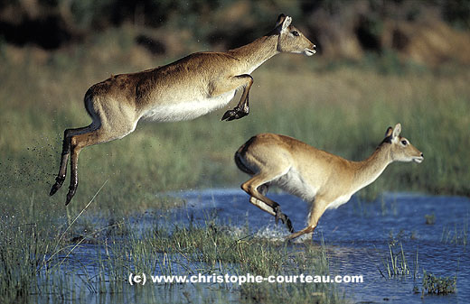 Lechwe female jumping through the swamps