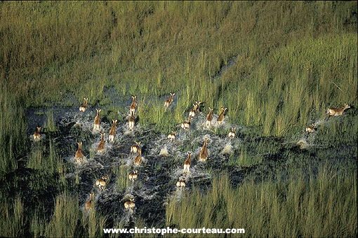 Red Lechwes running through the Okavango marshes.