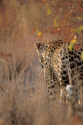 Puissance et discrétion caractérisent le léopard