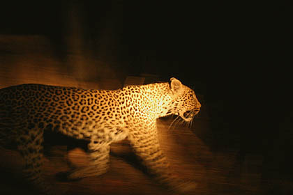 Leopard, in the night, like a ghost