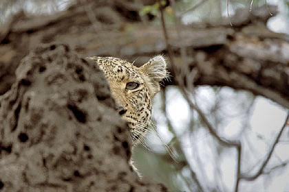 Leopard, hidden just behind a termite mound