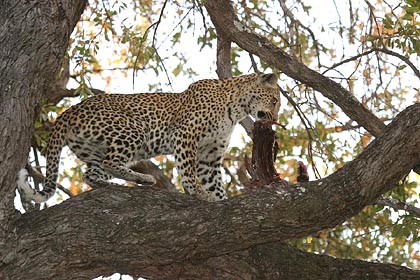 Leopard eating in a tree
