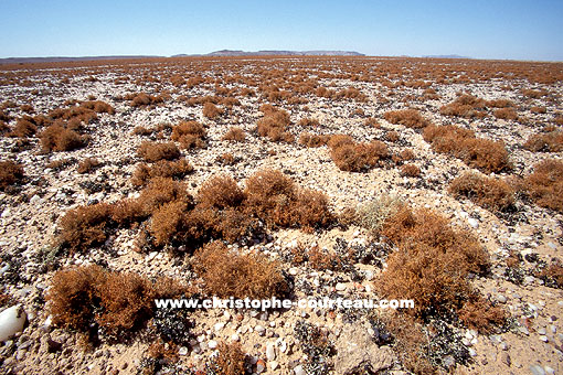 Champ de lichens dans le Namib
