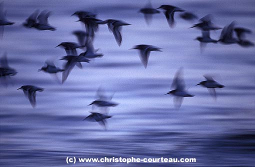 Shore Birds Flying at dusk
