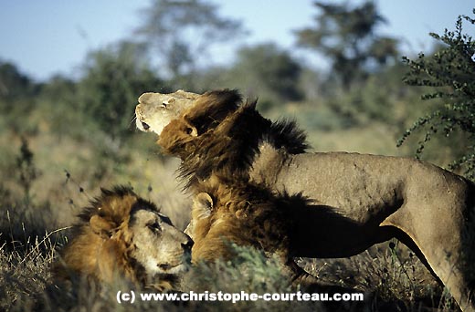 Grand mâle lion, s'ébroue après la sieste en compagnie de ses 3 frères
