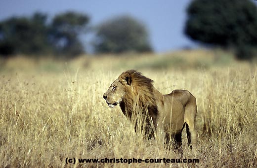 Grand male lion en train d'arpenter son territoire en fin de matinée