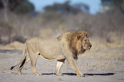 Lion, grand mâle adulte