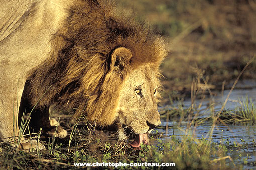 Lion, grand mâle en train de boire le soir