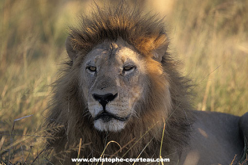 Lion grand mâle adulte