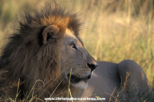 Lion, big male lat in the afternoon.