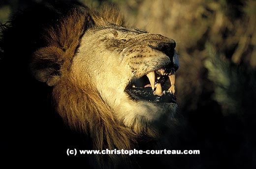 Lion close-up, big male adult