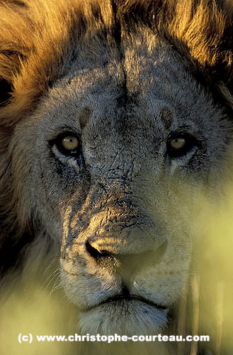 Vertical portrait of a big male lion