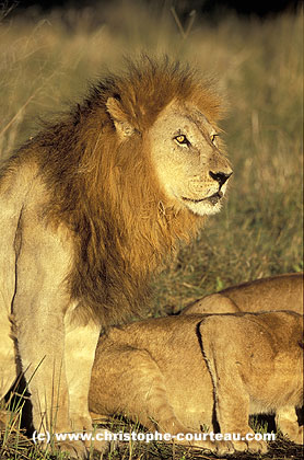 Lion Grand male adulte