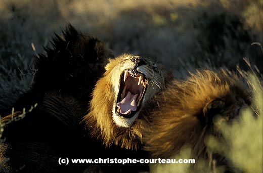 Lion male, baille après sa sieste avec ses 3 frères