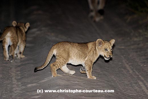 Lionceau sur une piste la nuit suivant sa mère et son frère... ou sa soeur...