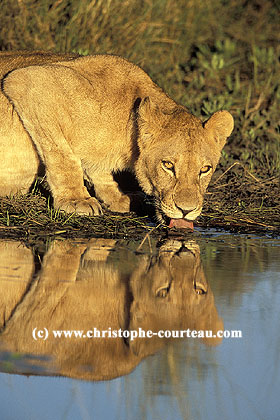 Lioness at water hole at sunset