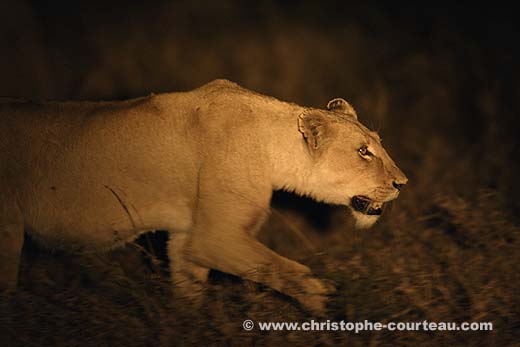 Lionne en chasse la nuit dans le Delta de l'Okavango