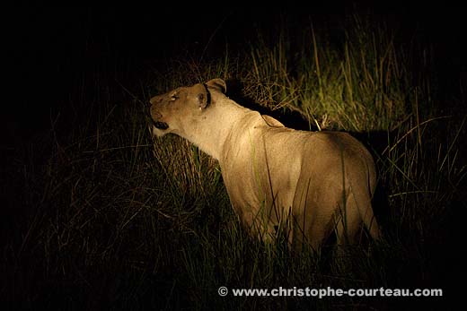 Lionne en chasse la nuit dans l'Okavango