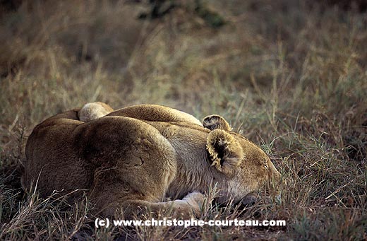 Lioness still sleeping late in the afternoon