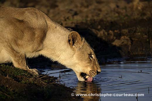 Lionne en train de boire l'eau du delta de l'Okavango