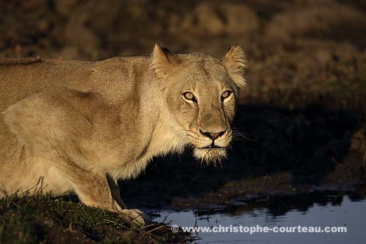 Lioness Drinking the Okavango Delta Freswater