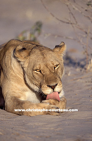 Lioness, Cleaning quietly on the soft sand of the Kalahari desert.