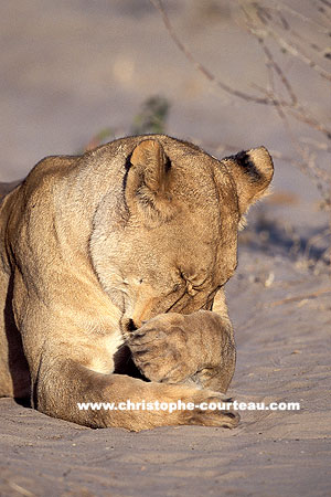 Lionne, toilette tranquille sur le sable du Kalahari