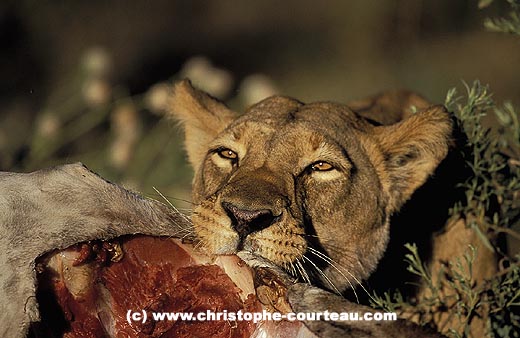 Lioness eating her prey : a giraffe