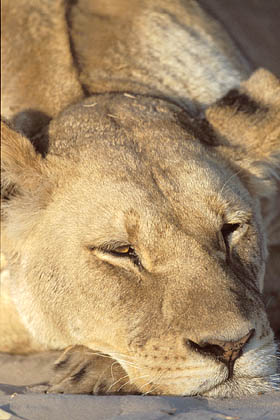 Lioness,  great nap on the soft sand of the Kalahari Desert.