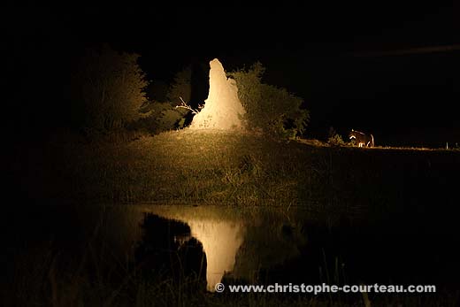 Lioness Hunting at night in the Okavango Delta.