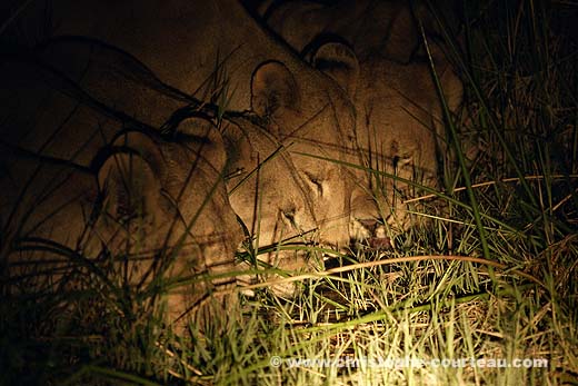 Lionnes en train de boire dans une flaque la nuit