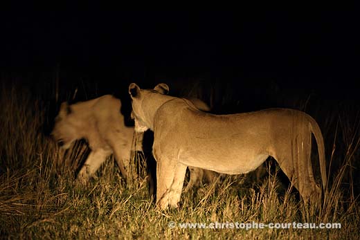 Lionnes et chasse la nuit dans le Delta de l'Okavango