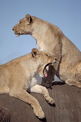 Lionnes sur la carcasse d'un éléphant tué la veille / Botswana