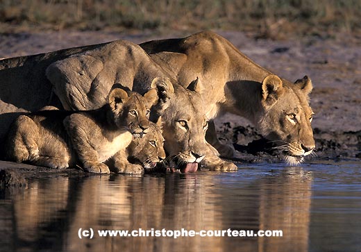 Lionnes et leurs lionceaux au point d'eau le matin