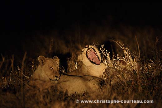 Lionnes la nuit dans l'Okavango