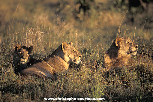 Pride of lions at sunset