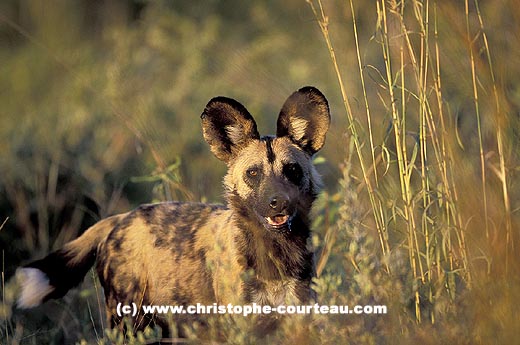 Wild Dog, late afternoon