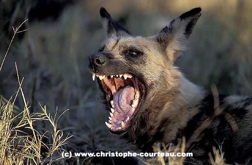 Wild Dog, Yawning late in the afternoon... just before moving