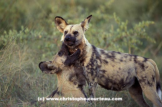 Wild Dog : submission of an adult to the alpha dominant female, pregnant