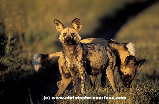 Wild Dogs, late afternoon on a road
