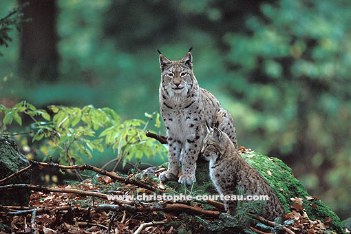 Lynx, femelle et son jeune