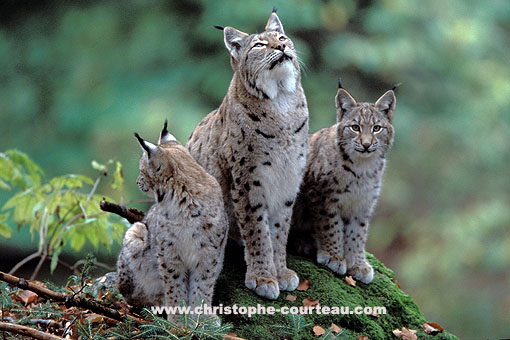 Lynx, femelle et ses deux jeunes