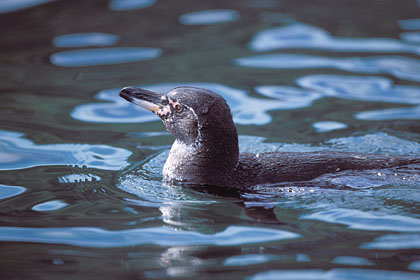 Galapagos Pinguin / Endemic