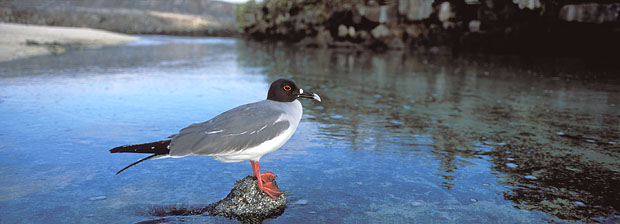 Swallow-tailed Gull / Genovesa, rising tide