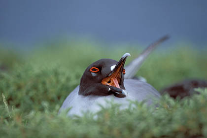 Swallow-tailled Gull. Calling on the nest