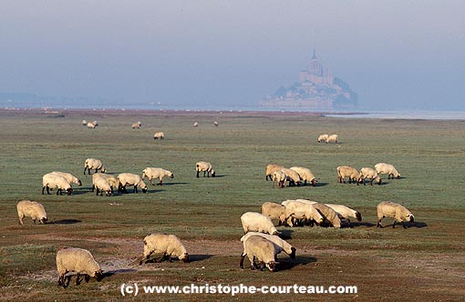 Sheep in the Salt Meadow of the Mont Saint Michel