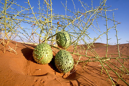 Nara. Concombre du désert. Namib