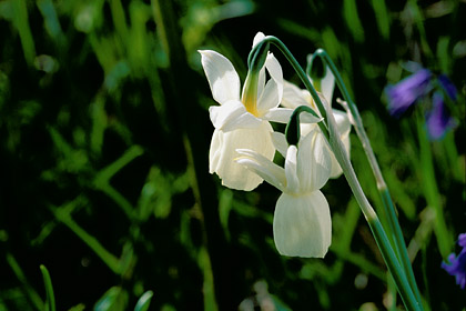 Narcisse des Glnan / Saint-Nicolas des Glnan / Rserve naturelle
