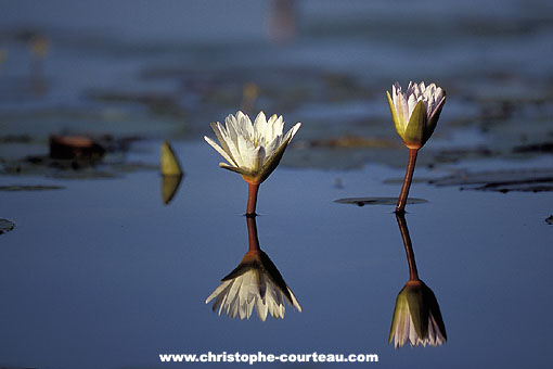 Day Water Lily in a lagoon