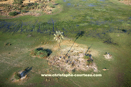 Palmier solitaire dans le Delta de l'Okavango